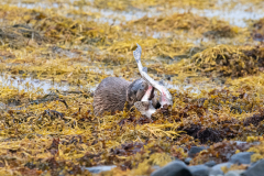 Wildlife Photography by Paul McDougall