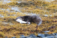 Wildlife Photography by Paul McDougall