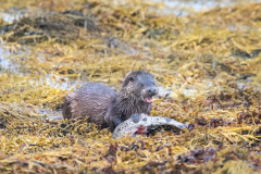 Wildlife Photography by Paul McDougall
