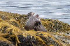 Wildlife Photography by Paul McDougall