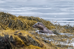 Wildlife Photography by Paul McDougall