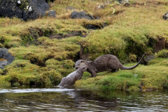 Wildlife Photography by Paul McDougall
