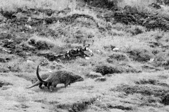 Wildlife Photography by Paul McDougall