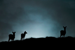 Wildlife Photography by Paul McDougall