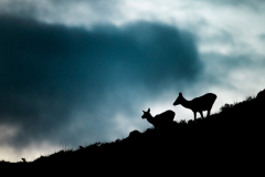 Wildlife Photography by Paul McDougall