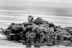 Wildlife Photography by Paul McDougall