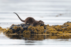 Wildlife Photography by Paul McDougall