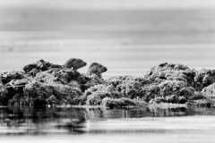 Wildlife Photography by Paul McDougall