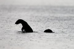 Wildlife Photography by Paul McDougall