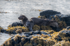 Wildlife Photography by Paul McDougall