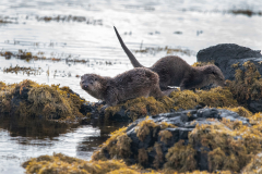 Wildlife Photography by Paul McDougall