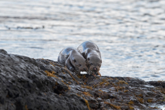 Wildlife Photography by Paul McDougall