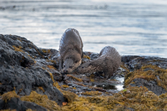 Wildlife Photography by Paul McDougall