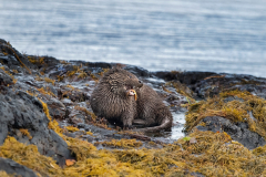 Wildlife Photography by Paul McDougall