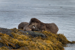 Wildlife Photography by Paul McDougall