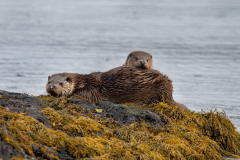 Wildlife Photography by Paul McDougall