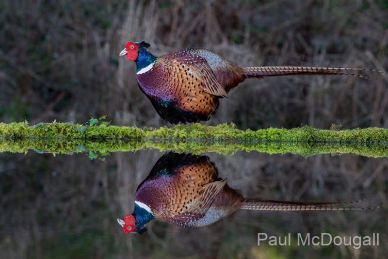 Dumfries and Galloway wildlife photo tour with guide Paul McDougall