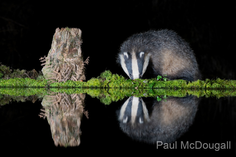 Dumfries and Galloway wildlife photo tour with guide Paul McDougall
