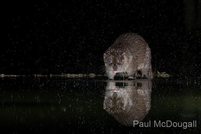 Dumfries and Galloway wildlife photo tour with guide Paul McDougall