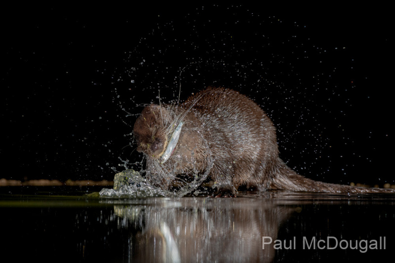 Dumfries and Galloway wildlife photo tour with guide Paul McDougall
