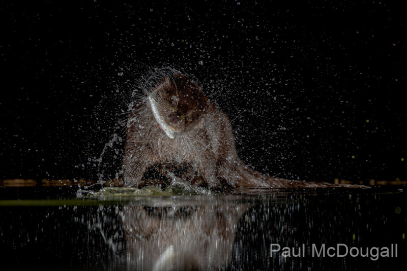 Dumfries and Galloway wildlife photo tour with guide Paul McDougall