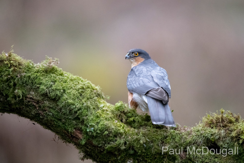 Dumfries and Galloway wildlife photo tour with guide Paul McDougall