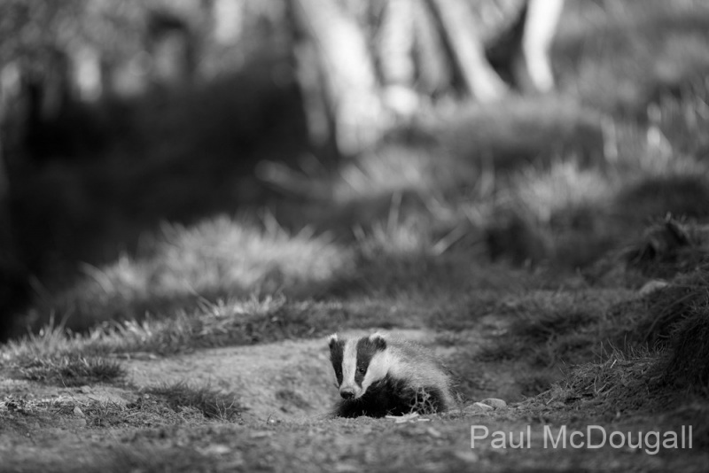 Dumfries and Galloway wildlife photo tour with guide Paul McDougall