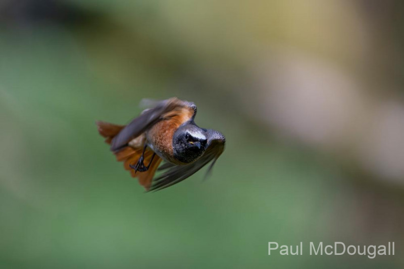 Dumfries and Galloway wildlife photo tour with guide Paul McDougall