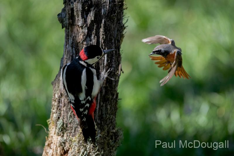 Dumfries and Galloway wildlife photo tour with guide Paul McDougall