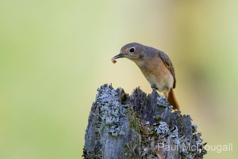 Dumfries and Galloway wildlife photo tour with guide Paul McDougall