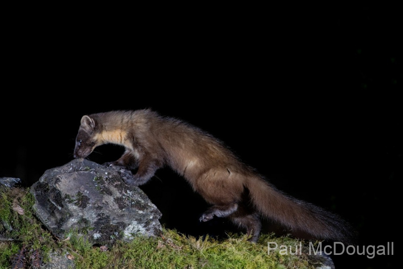 Dumfries and Galloway wildlife photo tour with guide Paul McDougall