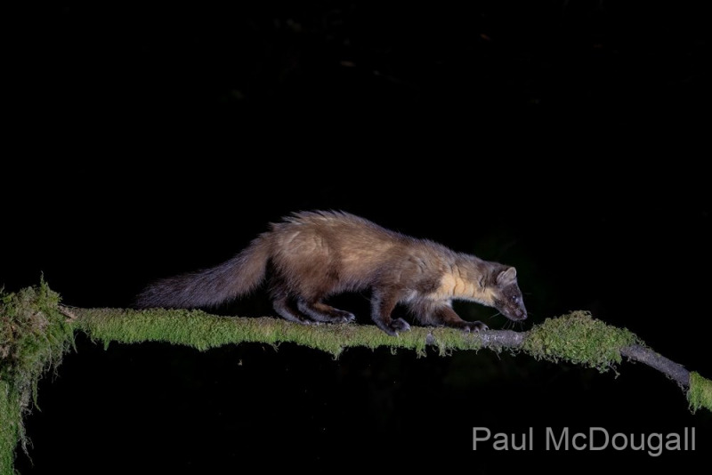 Dumfries and Galloway wildlife photo tour with guide Paul McDougall