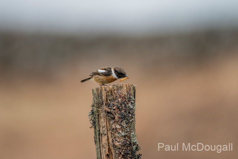 Dumfries and Galloway wildlife photo tour with guide Paul McDougall