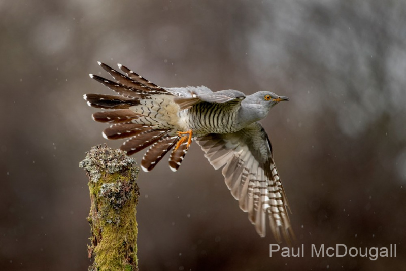Dumfries and Galloway wildlife photo tour with guide Paul McDougall