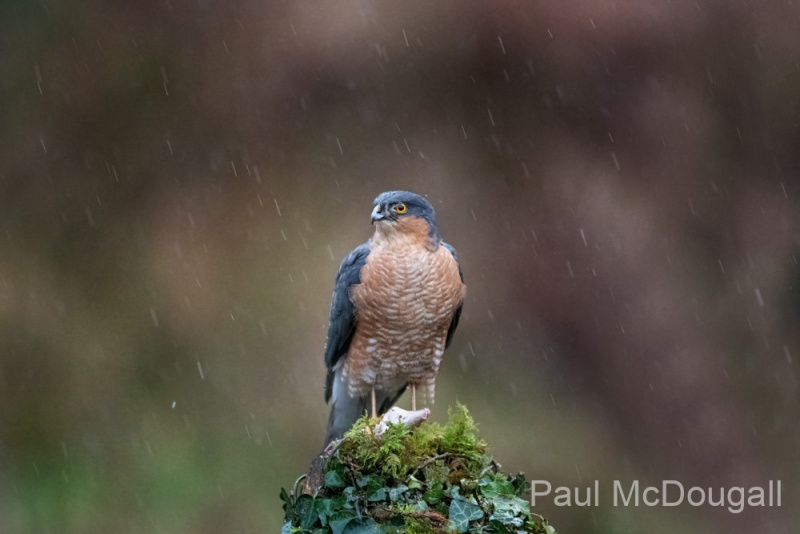 Dumfries and Galloway wildlife photo tour with guide Paul McDougall