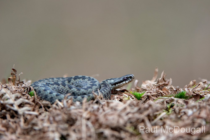Dumfries and Galloway wildlife photo tour with guide Paul McDougall