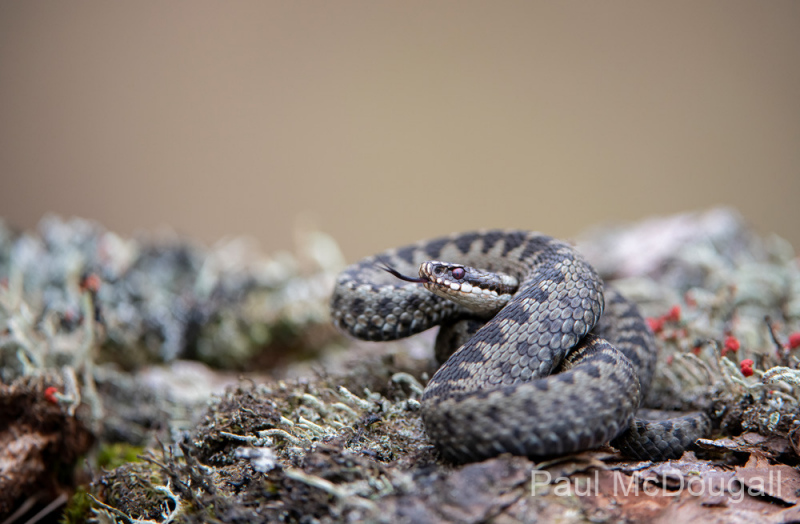 Dumfries and Galloway wildlife photo tour with guide Paul McDougall