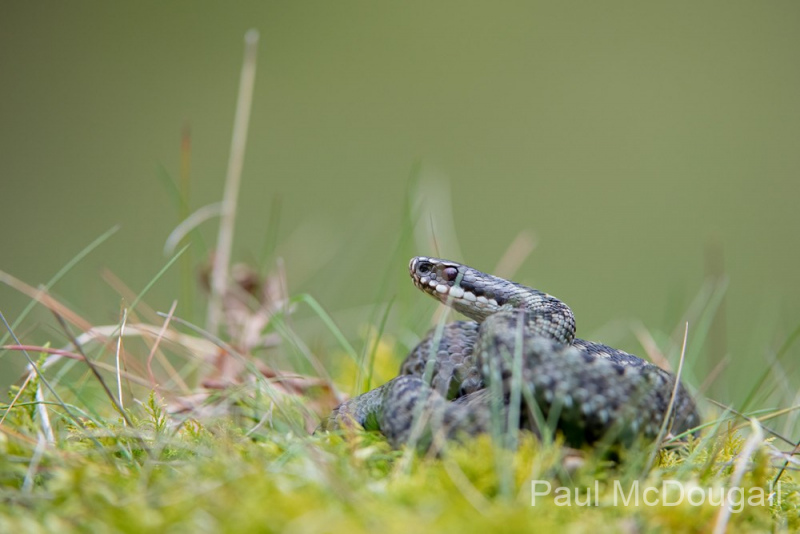 Dumfries and Galloway wildlife photo tour with guide Paul McDougall
