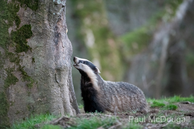 Dumfries and Galloway wildlife photo tour with guide Paul McDougall