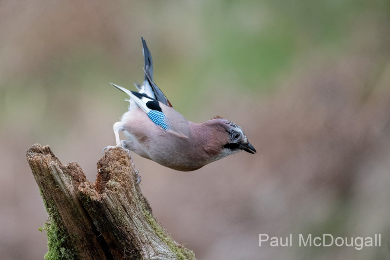 Dumfries and Galloway wildlife photo tour with guide Paul McDougall
