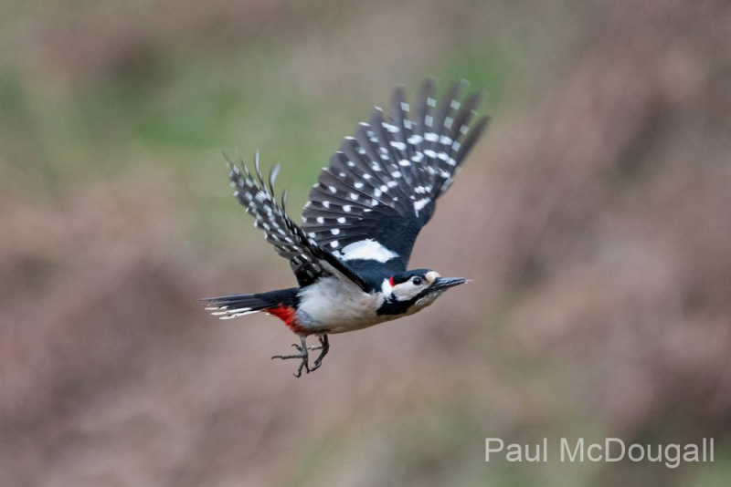 Dumfries and Galloway wildlife photo tour with guide Paul McDougall