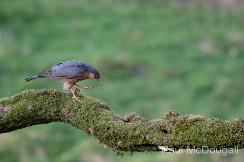 Dumfries and Galloway wildlife photo tour with guide Paul McDougall