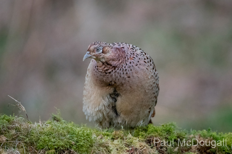 Dumfries and Galloway wildlife photo tour with guide Paul McDougall