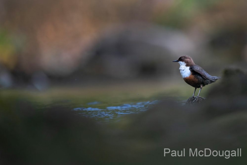 Dumfries and Galloway wildlife photo tour with guide Paul McDougall