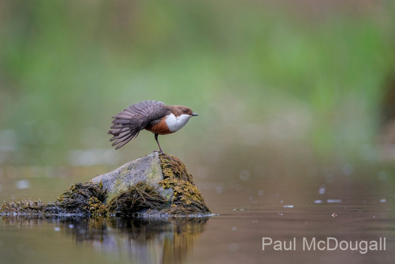 Dumfries and Galloway wildlife photo tour with guide Paul McDougall