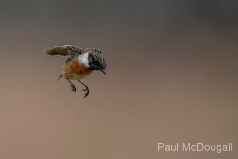 Dumfries and Galloway wildlife photo tour with guide Paul McDougall