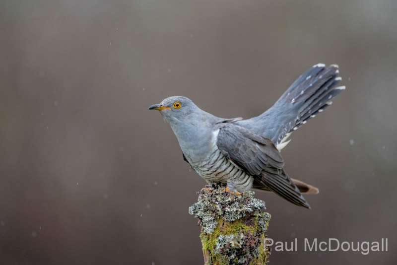 Dumfries and Galloway wildlife photo tour with guide Paul McDougall
