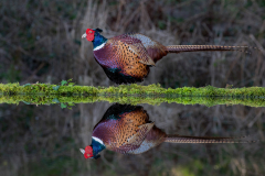 Dumfries and Galloway wildlife photo tour with guide Paul McDougall