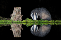 Dumfries and Galloway wildlife photo tour with guide Paul McDougall