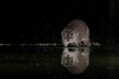 Dumfries and Galloway wildlife photo tour with guide Paul McDougall